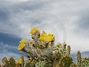 Close Up of Prickly Pear Cactus with Yellow Flowers