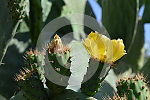 Close-up of Prickly Pear Flower, Nature, Macro