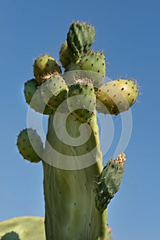 Close-up of a prickly pear, with lots of fruit on it, against a blue background