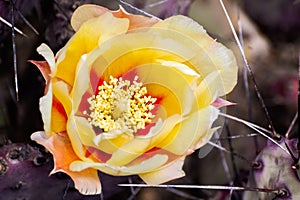 Close up of Prickly Pear Opuntia fragilis cactus flower, California