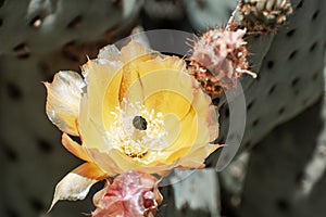 Close up of Prickly Pear Opuntia fragilis cactus flower, California