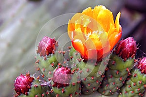 Close-up Prickly Pears Cactus Blooming.