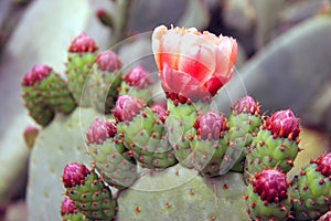 Close-up Prickly Pears Cactus Blooming.
