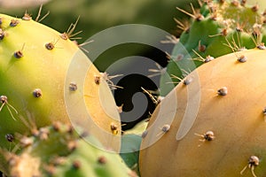 Close up of prickly pears, Crete