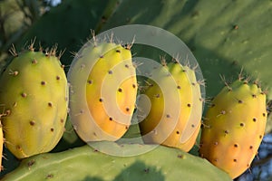 Close up of prickly pears, Crete