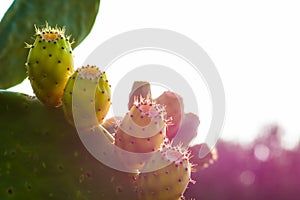 Close up of prickly pears, Crete
