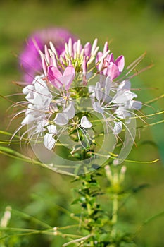 Close up of Prickly spider-flower