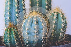 Close up on Trichocereus Spachianus cactus