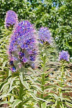 Close up of Pride of Madeira Echium Candicans flower, California