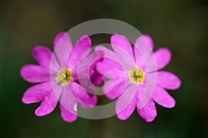 Close up of primrose flowers