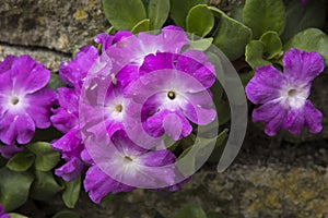 Close up from Primula allionii