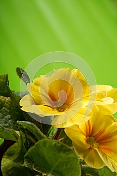 Close-up of primula flower