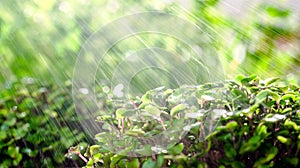 Close-up of the process of watering the sprouted microgreen in the sun. Abstract background. Microgreen. Splashing water