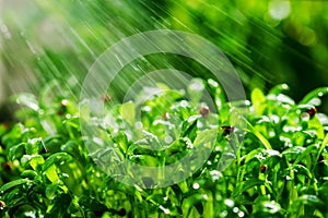 Close-up of the process of watering the sprouted microgreen in the sun. Microgreen. Splashing water, rain.