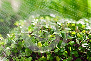 Close-up of the process of watering the sprouted microgreen in the sun. Microgreen. Splashing water, rain.