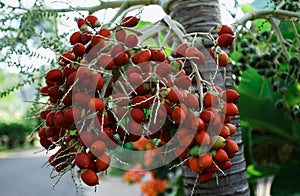 Close up product of Cyrtostachys renda.