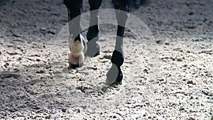 Close up on a professional horse hooves