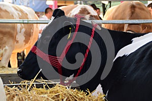 Close-up, profile black and white cow head