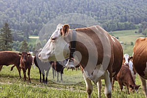 Close-up of profile cow head with traditional bell, herd of cows on green pasture.