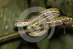 Close Up Profile Green Eyelash Pit Viper Snake with Mosquito on