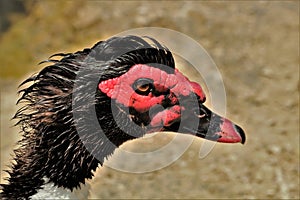 Muscovy Duck Profile Portrait