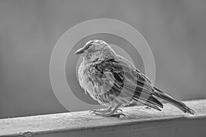 Close Up Profile House Finch Bird Fluffed and Wet in Black and W