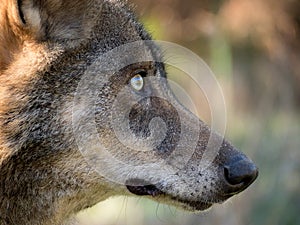 Close-up profile of iberian wolf Canis lupus signatus