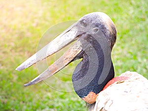 Close-up profile of jabiru stork, jabiru mycteria, Rurrenabaque, Bolivia, Amazonian pampas, South America. photo