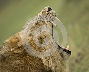 Close-up profile of Lion yawning