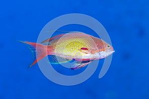 Close-up Profile of Lyretail Anthias