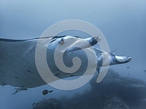 Close Up Profile Pelagic Manta Ray Underwater