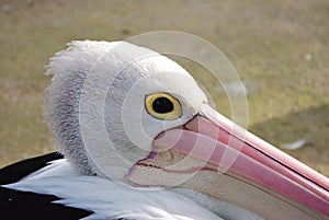 Close up profile of a Pelican