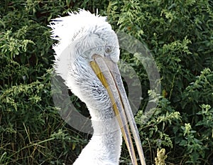 Close up profile of pelican with ruffled feathers