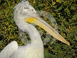 Close up profile of pelican with ruffled feathers