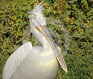 Close up profile of pelican with ruffled feathers