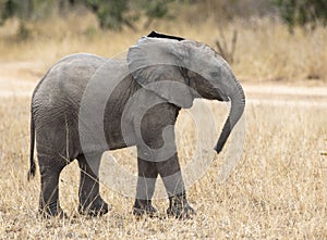 Close up profile portrait of baby elephant, Loxodonta Africana, walking next to dirt road with grass and natural landscape in back