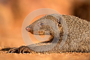 A close up profile portrait of a banded Mongoose head and paws lying on the ground