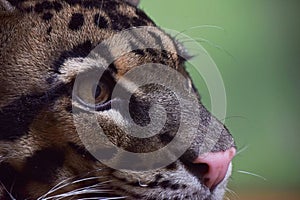 Close up profile portrait of clouded leopard