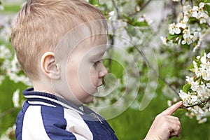 Close-up profile portrait of cute blond baby boy smiling in the middle of cherry blossom garden, touching the flower with finger.