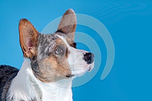 Close up profile portrait of cute welsh corgi dog looking at up right corner. Unusual Merle color, pretty eyes and face expression