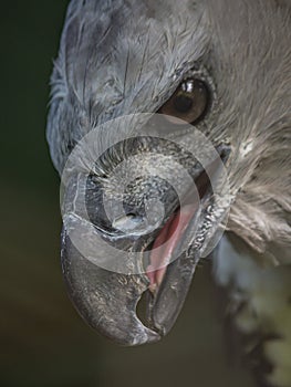 Close-up profile portrait of a harpy eagle photo