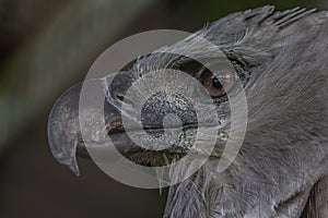 Close-up profile portrait of a harpy eagle photo