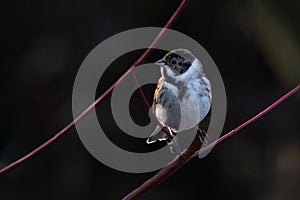 close up profile portrait of a male reed bunting