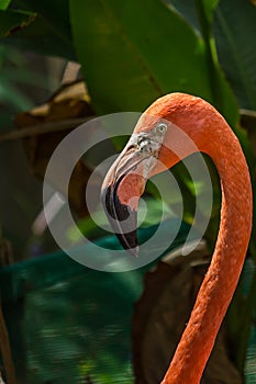 Close-up profile portrait of a pink flamingo