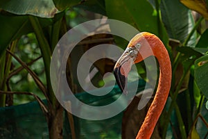 Close-up profile portrait of a pink flamingo