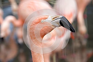 Close up profile portrait of a pink flamingo