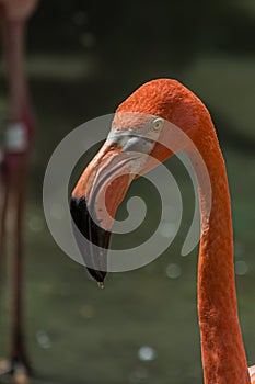 Close-up profile portrait of a pink flamingo