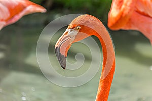 Close-up profile portrait of a pink flamingo