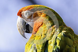 Close up profile portrait of scarlet macaw parrot