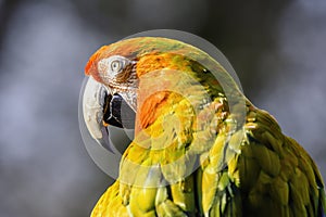 Close up profile portrait of scarlet macaw parrot with dark sky in background